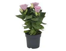 Eustoma T12