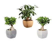 Ficus Ginseng in Viereck-Keramik