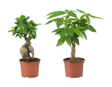 Ficus Ginseng & Pachira