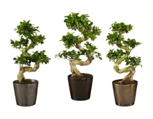 Ficus Ginseng Premium in Keramik