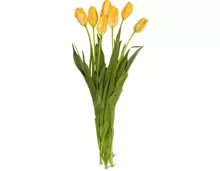 Französische Tulpen, Bund, 7 Stück