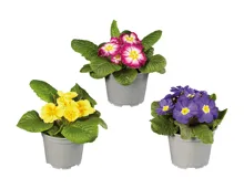 Frühlingsprimeln XXL