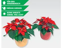 GARDENLINE Weihnachtsstern im Keramikbertopf - ALDI Suisse - ab  12.11.2015 - Aktionis.ch