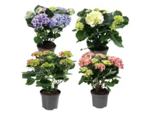 Gartenhortensie