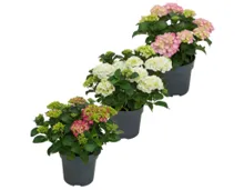 Gartenhortensie
