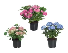 Gartenhortensien