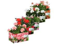 Geranien 4er Tray stehend und hängend