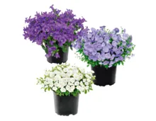 Glockenblume in 10,5 cm Topf