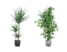 Grosser Grünpflanzen-Mix