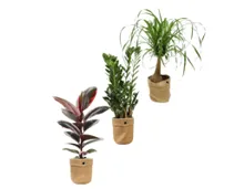 Grünpflanze im Jutebag