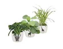 Grünpflanzen im Safaritopf