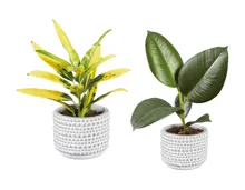 Grünpflanzen in Greystone Keramik