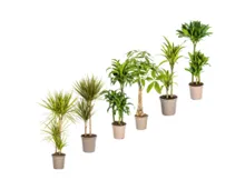 Grünpflanzen-Mix deLuxe