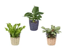 Grünpflanzen Mix im Korb