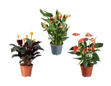 Grünpflanzenmix «Orange»