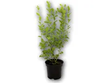 Heidelbeerstrauch ALDI Suisse ab 04.07.2019 Aktionis.ch