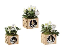 Helleborus im Holztopf