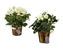 Helleborus Weihnachten Im Zinktopf