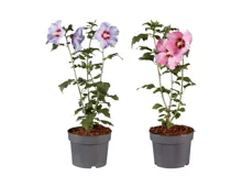 Hibiskusmix