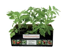 Historische Tomatensorten
