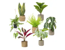 HOME CREATION Künstliche Topfpflanzen