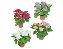 HORTENSIE