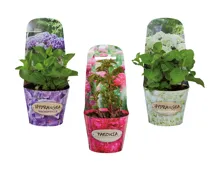 Hortensien- und Pfingstrosenmix