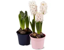 Hyacinthen