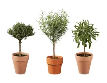 Italienische Kräuterstämmchen