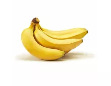 JaMaDu Bio Bananen Fairtrade