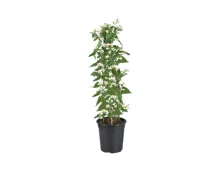 Jasmin Solanum Säule