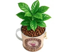 Kaffeepflanze