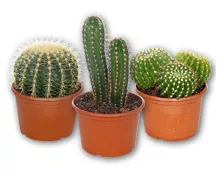Kaktus XXL