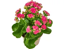 Kalanchoe