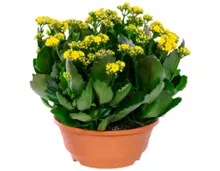 Kalanchoe