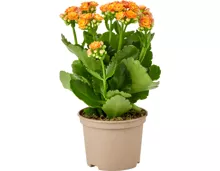 Kalanchoe