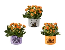 Kalanchoe in Style Betontopf