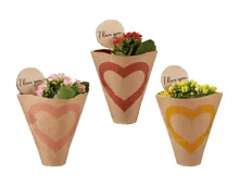 Kalanchoe Mini «I love you» in Papiertüte