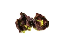 Kopfsalat Herzen farbig