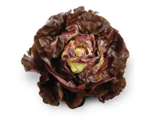 Kopfsalat rot