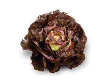 Kopfsalat rot