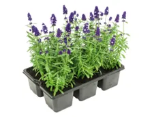 Lavendel