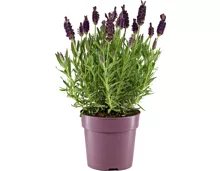 Lavendel