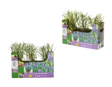 Lavendel angustifolia