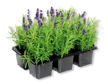 Lavendel Angustifolia