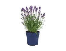 Lavendel angustifolia