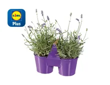 Lavendel Angustifolia im Duo-Zinktopf