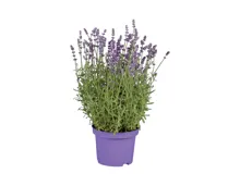 Lavendel Solitär