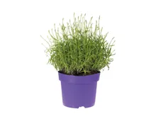 Lavendel Solitär