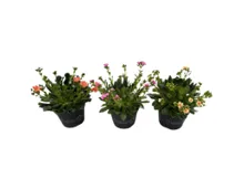 Lewisia